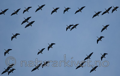 BB 08 0155 / Anser brachyrhynchus / Kortnebbgås